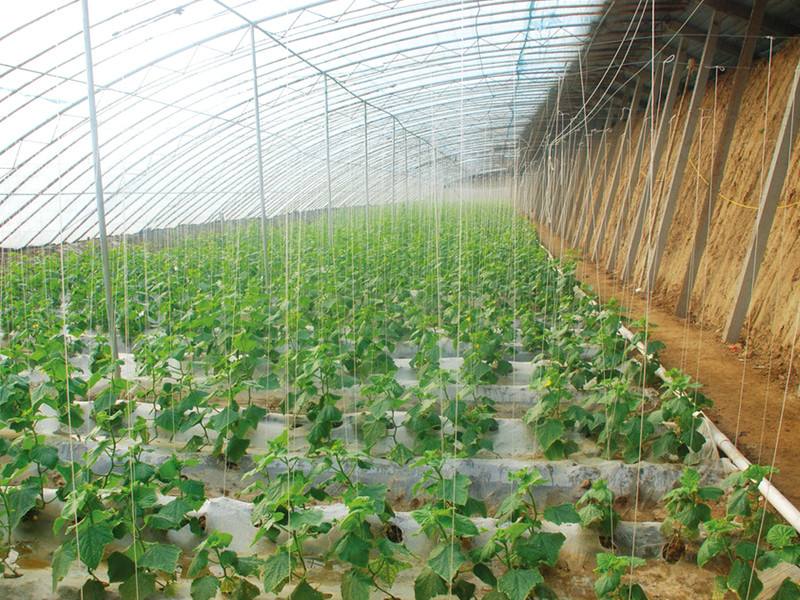 日光温室同时也是节能日光温室的简称，其又称暖棚