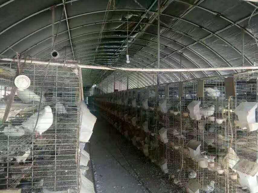 鸽子养殖大棚的养殖条件都有哪些呢？