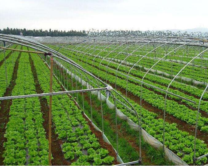 蔬菜大棚客户案例