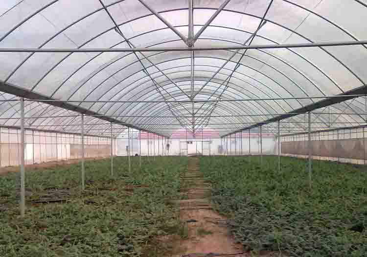 蔬菜温室大棚客户案例
