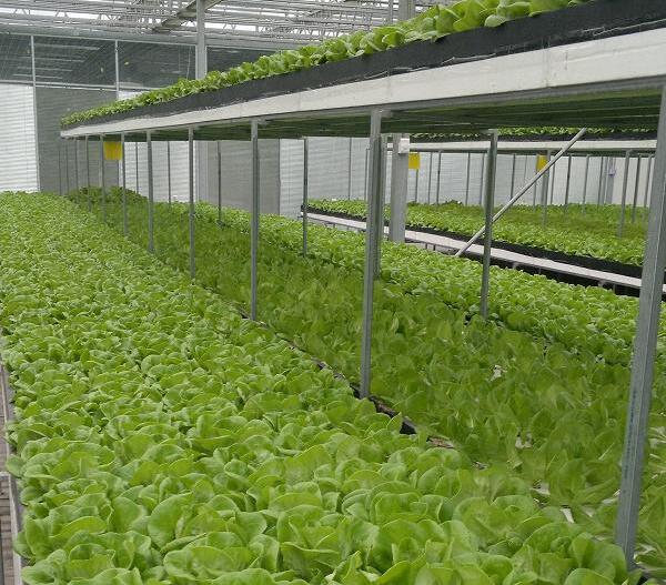 蔬菜大棚每亩造价是多少？