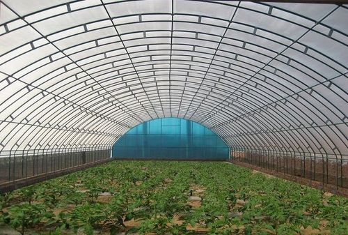 温室蔬菜大棚出现烤苗与闪苗的原因及防治