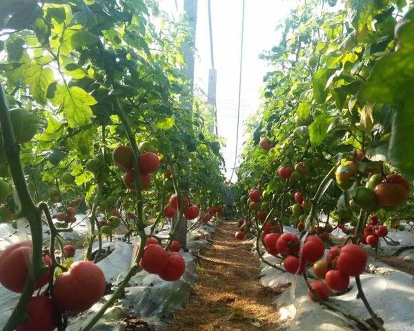 建设蔬菜温室大棚需要考虑哪些因素